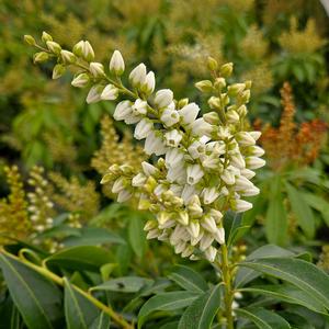 Southridge Farm & Nursery