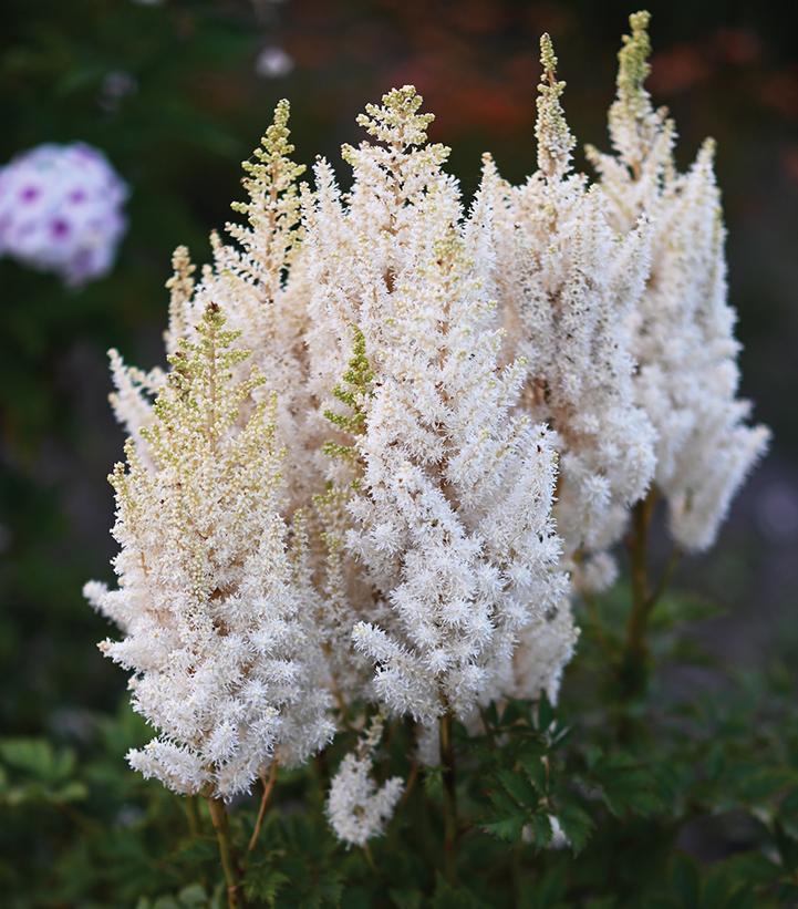 Astilbe chinensis You and Me Together®