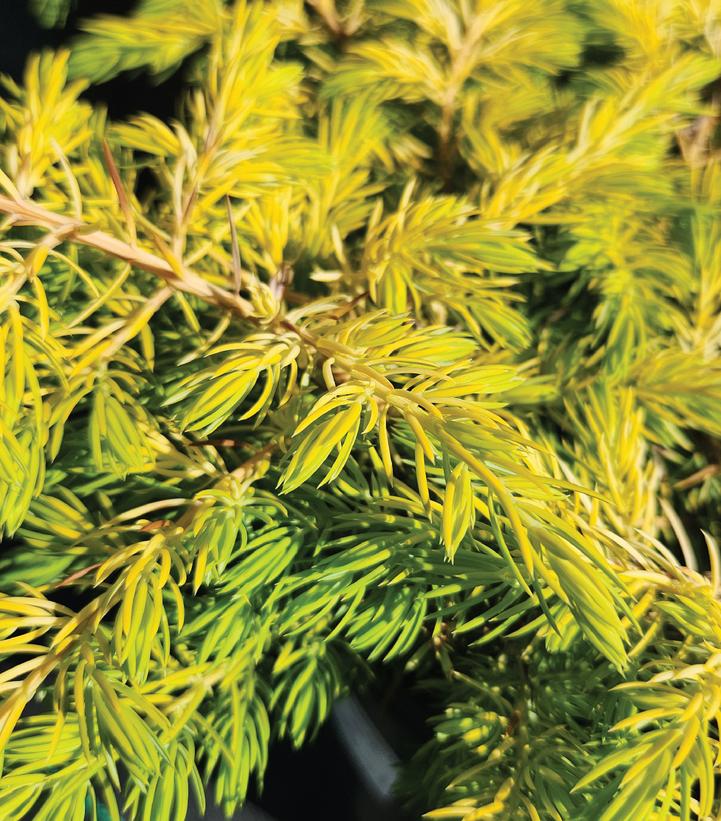 Juniperus conferta Golden Pacific™