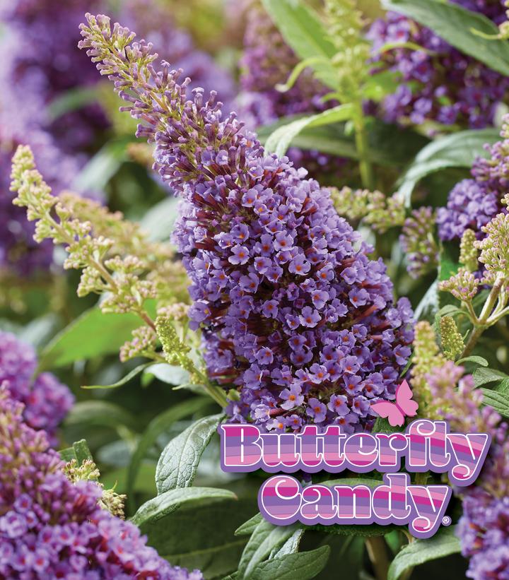 Buddleia davidii Butterfly Candy® Li'l Lavender™