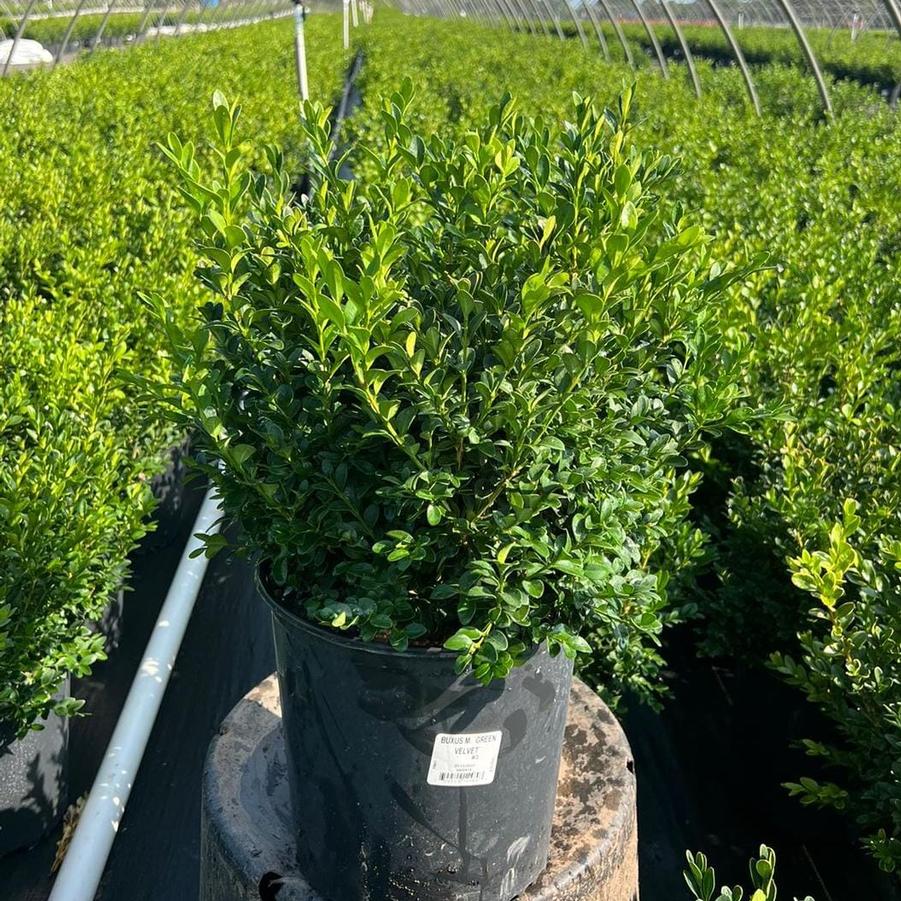 Buxus microphylla var. japonica Green Velvet