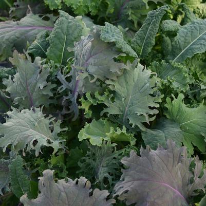 Mixed Greens SimplySalad® 'Kale Storm'