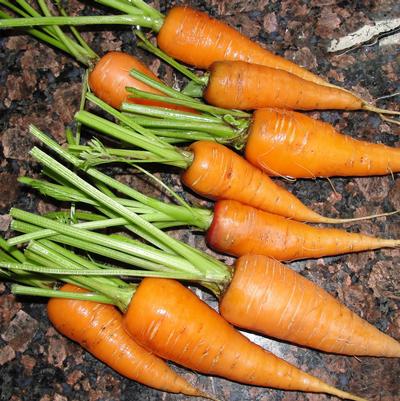 Carrot Sweet Treat