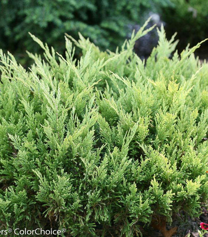 Juniperus horizintalis Good Vibrations® Gold