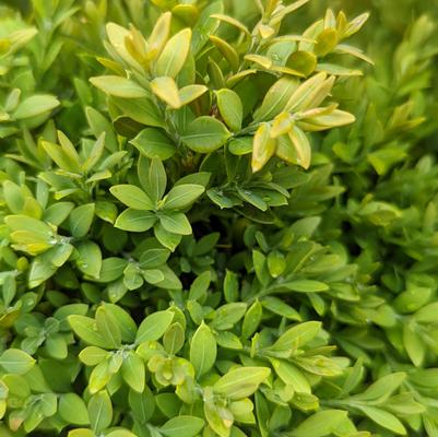 Buxus microphylla var. japonica Green Gem