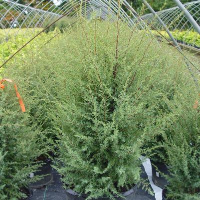 Juniperus communis Gnom