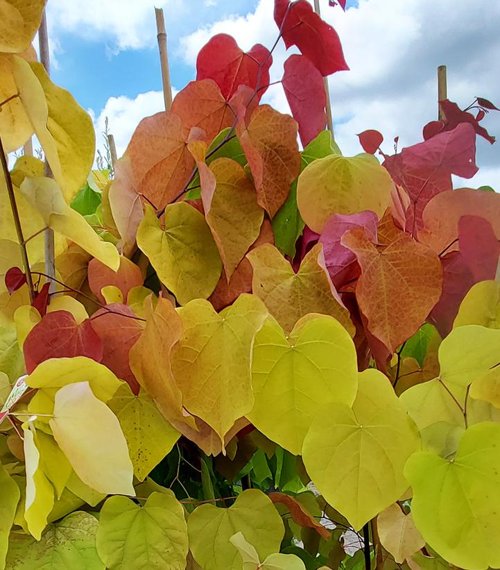 Cercis canadensis Flame Thrower®