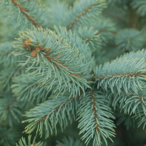 Picea pungens Baby Blue