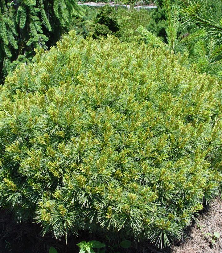 Pinus strobus Soft Touch