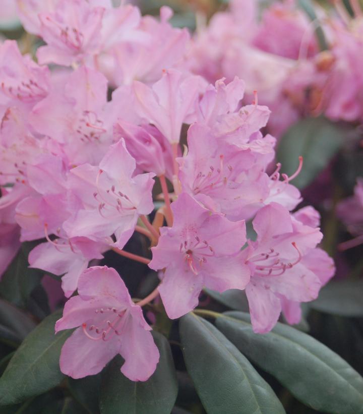 Rhododendron cat. English Roseum