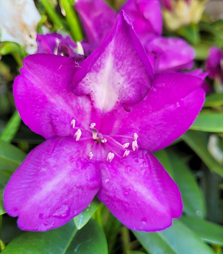 Rhododendron cat. Lees Dark Purple