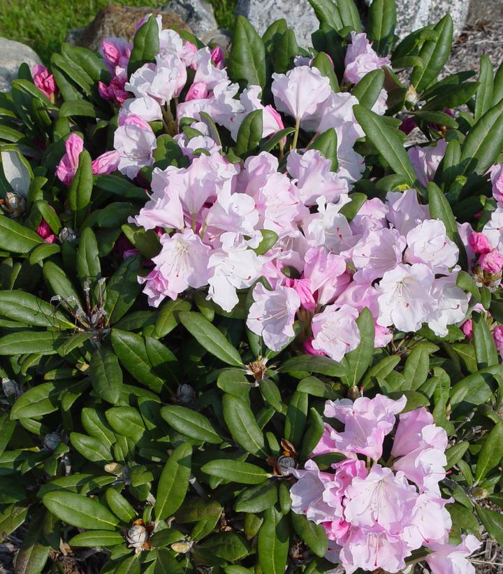 Rhododendron yak. Crete