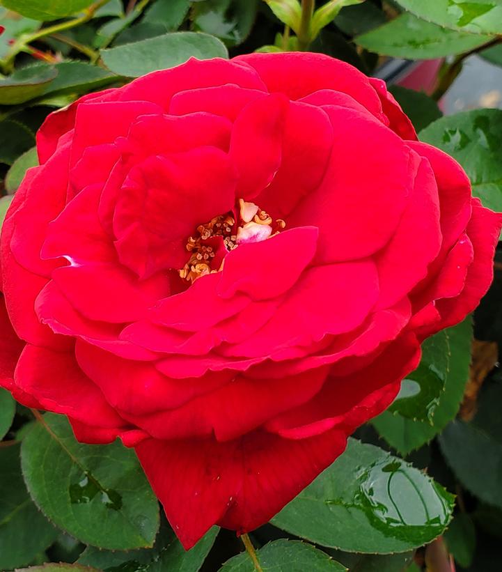 Rosa Kashmir