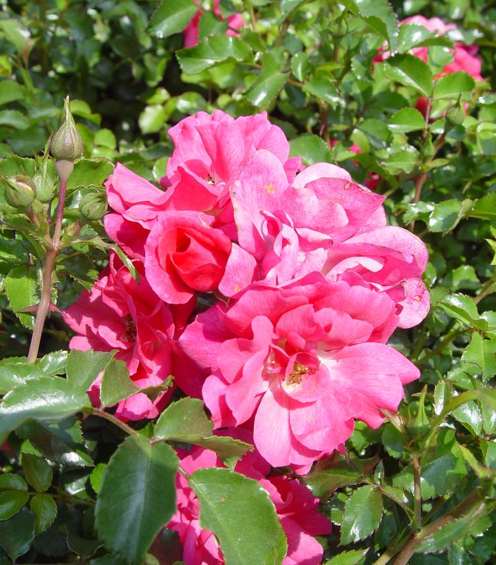 Rosa Flower Carpet- Pink