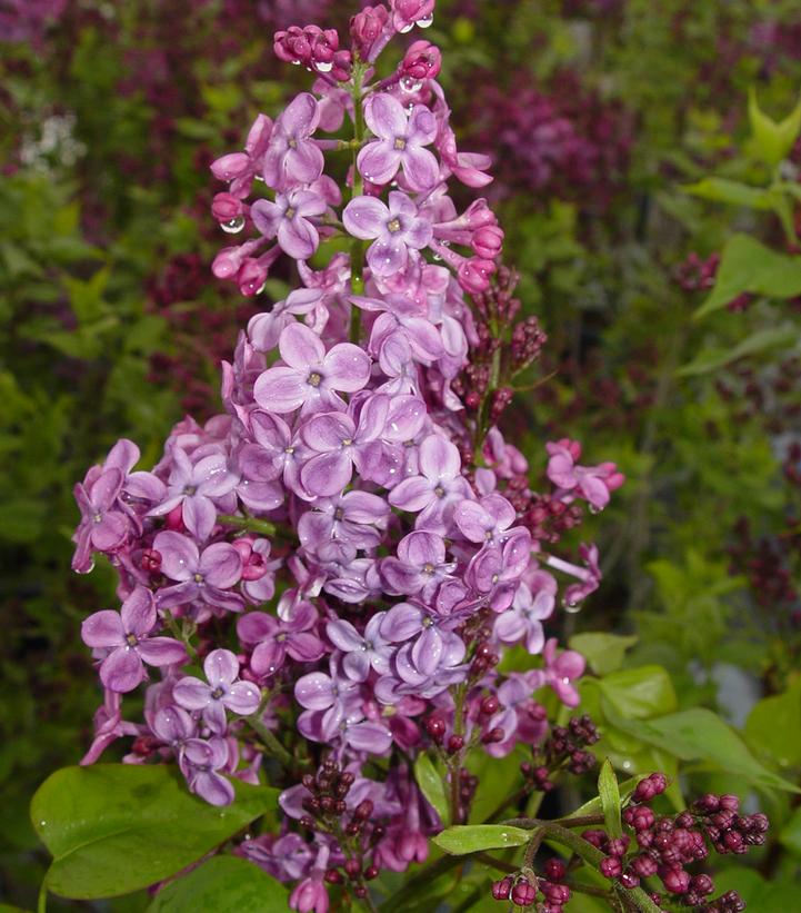 Syringa X hyacinthiflora 'Pocahontas'
