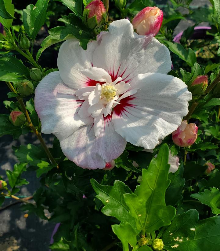 Hibiscus syriacus Fiji™