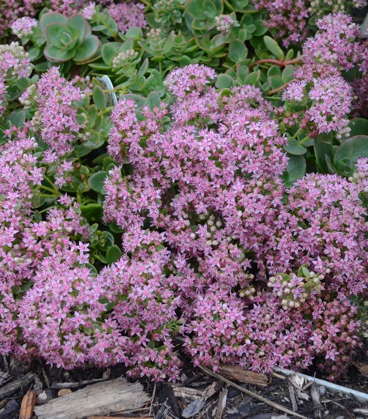 Sedum SunSparkler® 'Lime Zinger'