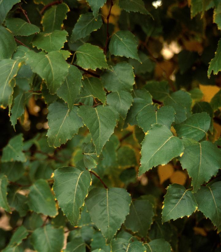 Betula platyphylla Dakota Pinnacle
