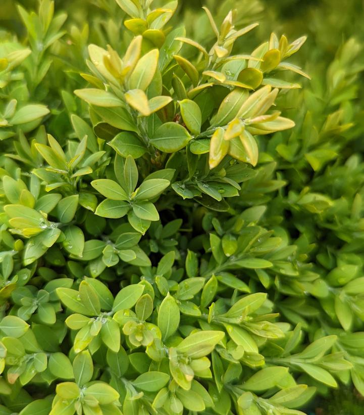 Buxus microphylla var. japonica Green Gem