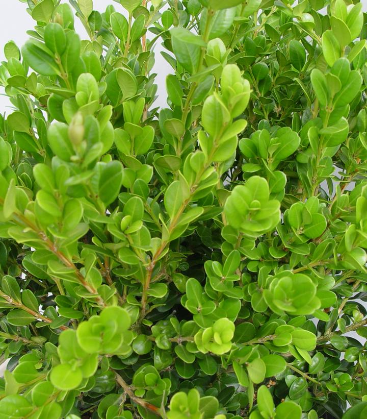 Buxus microphylla var. jap. 'Winter Gem'