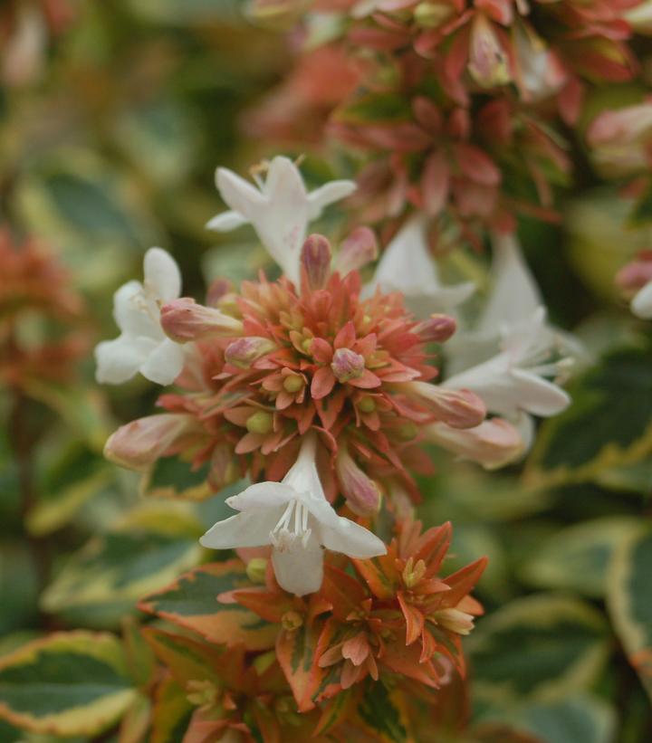 Abelia x grandiflora 'Kaleidoscope'