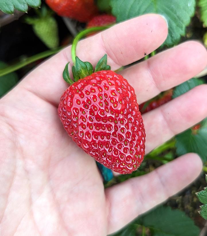 Strawberry Sweet Kiss™