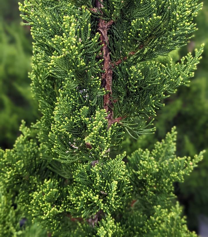 Juniperus chin. Torulosa