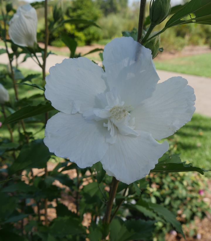 Hibiscus syriacus White Pillar®