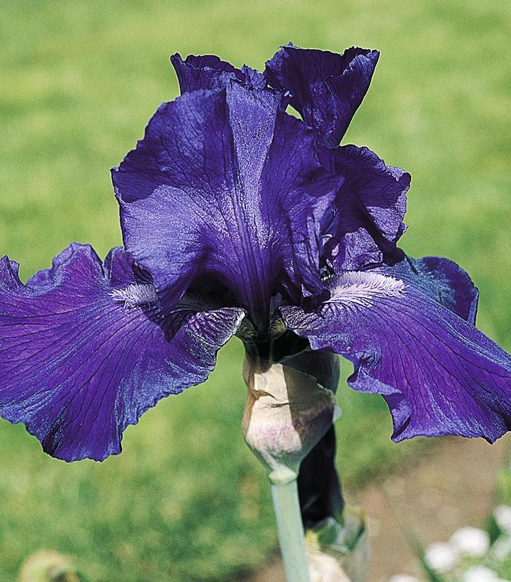 Iris germanica 'Dashing'