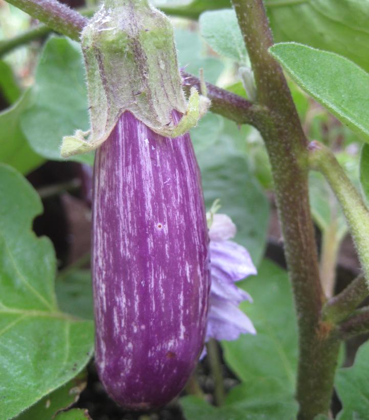 Eggplant Fairy Tale
