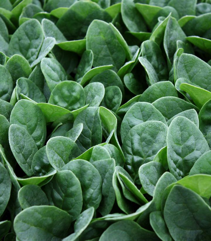 Spinach 'Seaside'