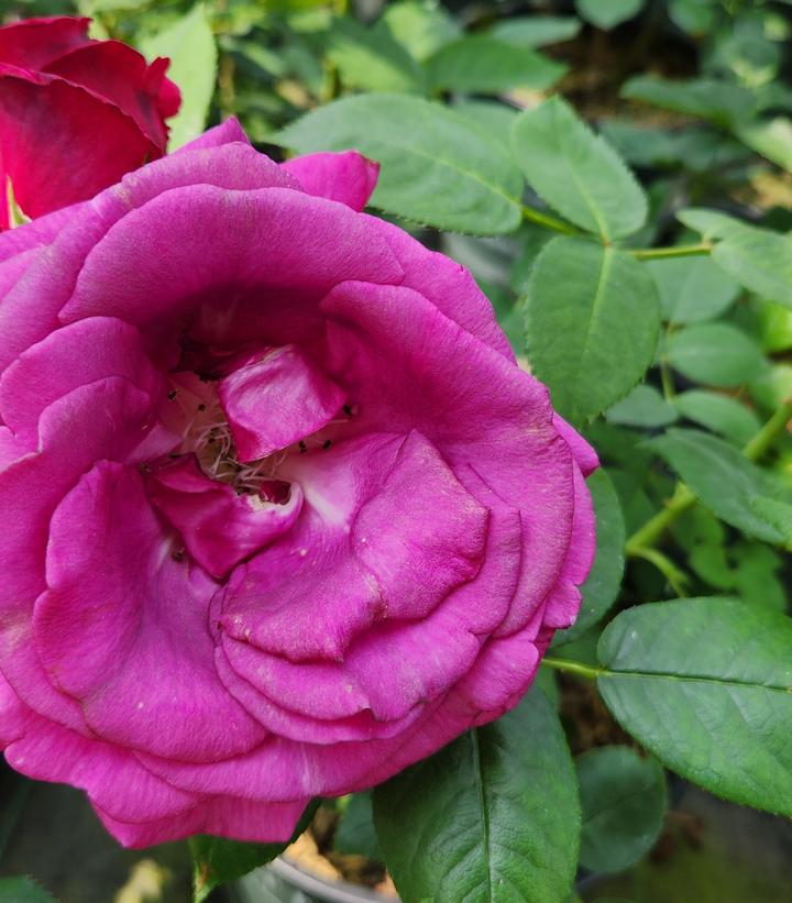 Rosa Brindabella Roses® Purple Prince