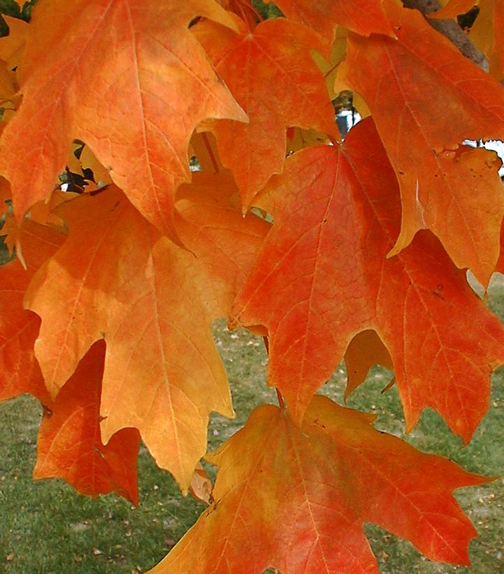 Acer saccharum Fall Fiesta