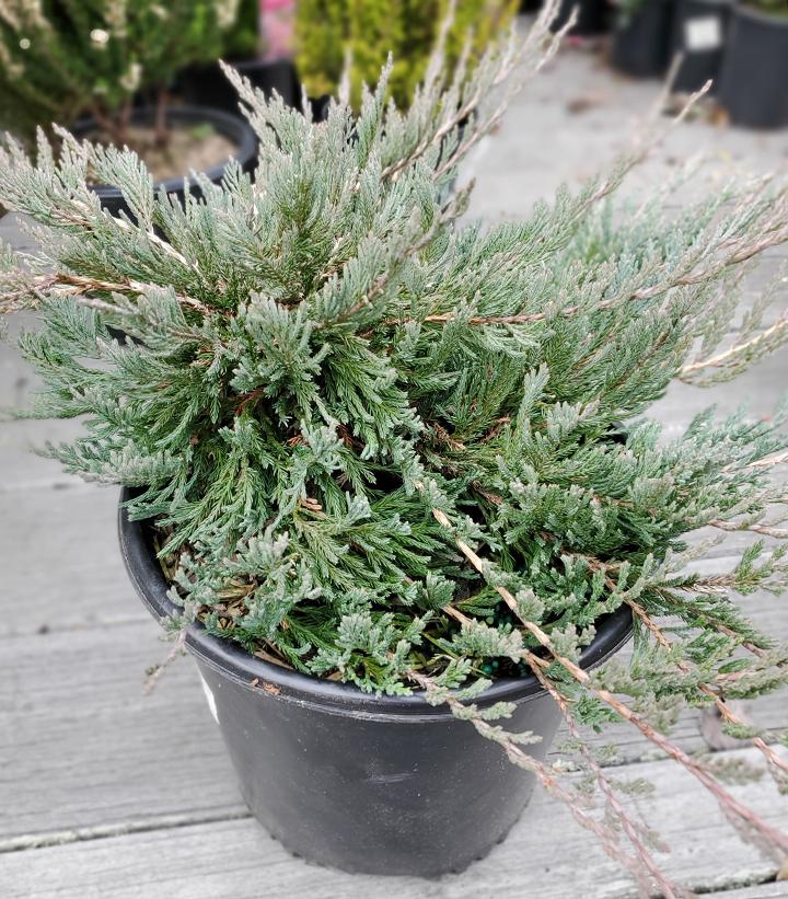 Juniperus horizontalis 'Bar Harbor'