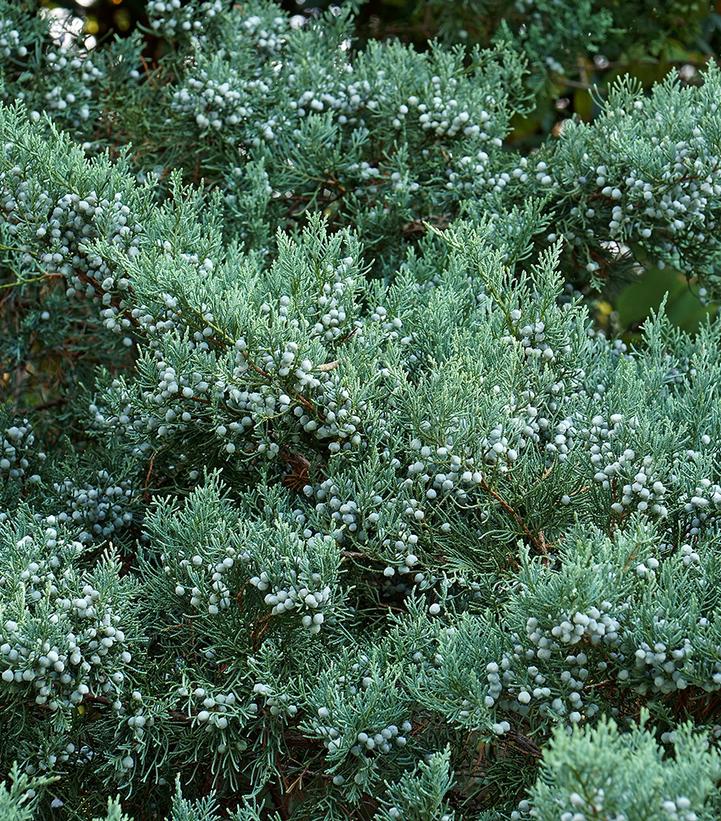 Juniperus virginiana 'Grey Owl'