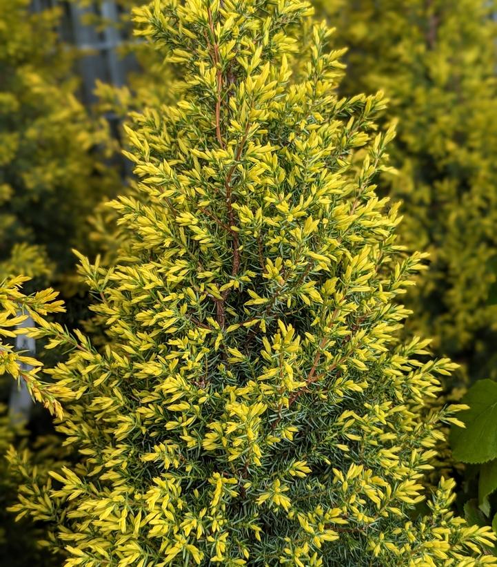 Juniperus communis Gold Cone