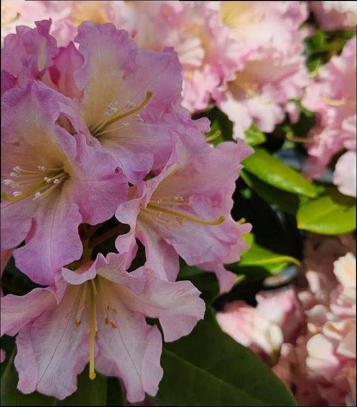 Rhododendron 'Hoopla'