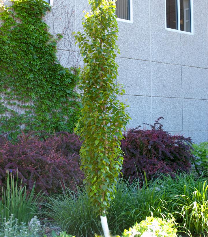 Betula platyphylla Parkland Pillar®