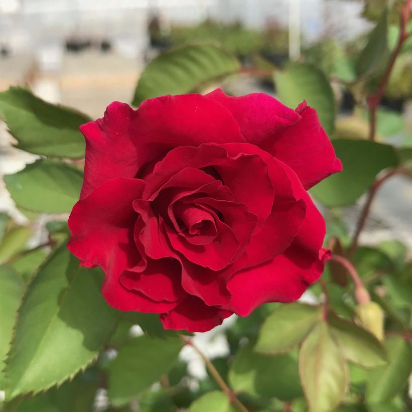 Rosa Brindabella Roses® Red Empress