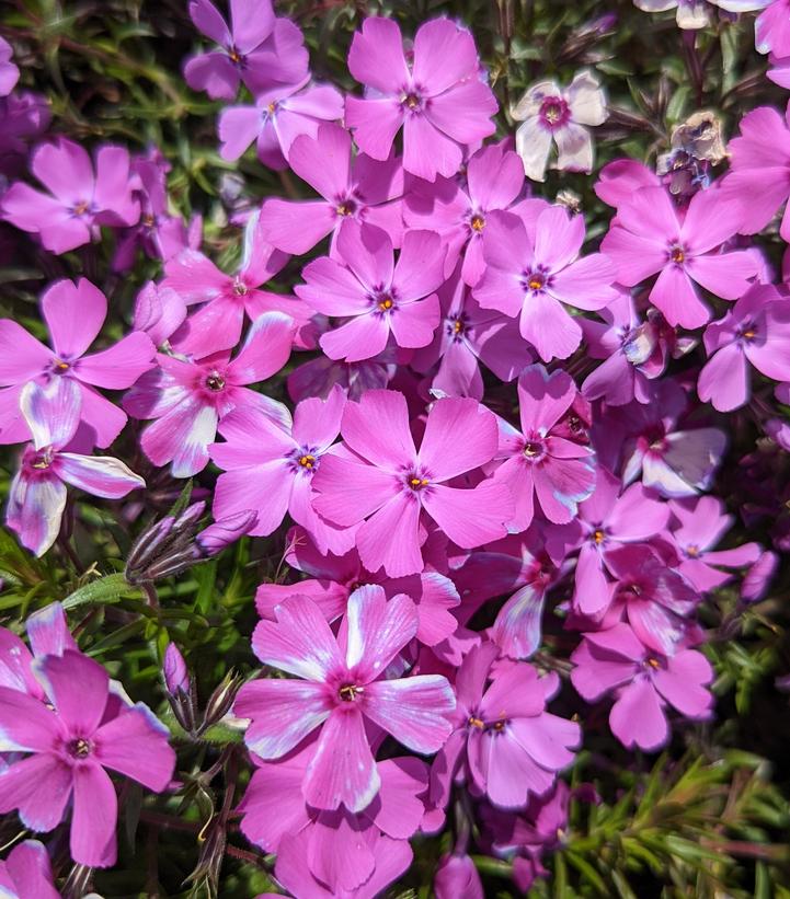 Phlox subulata Spring Purple