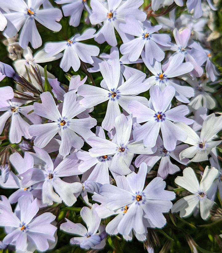 Phlox subulata Spring Blue