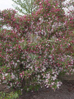 Malus X Red Jade