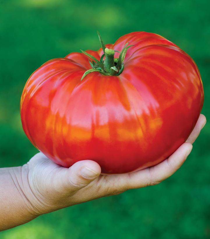 Tomato `Steakhouse` (Slicer)