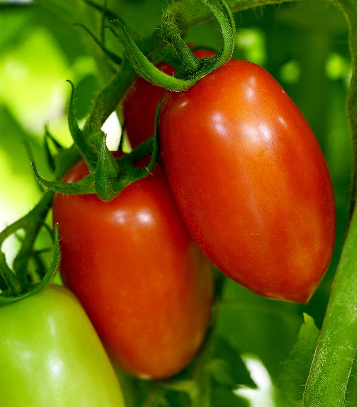 Tomato Heirloom Marriage™ 'Marzinera'