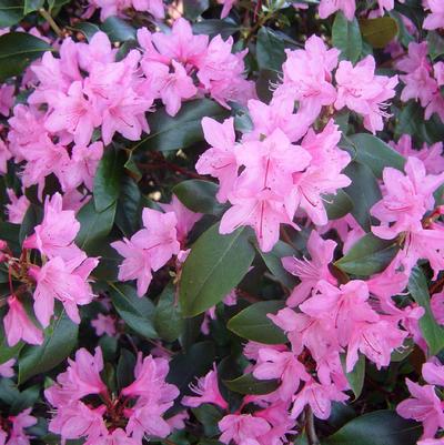 Rhododendron x 'June Pink'