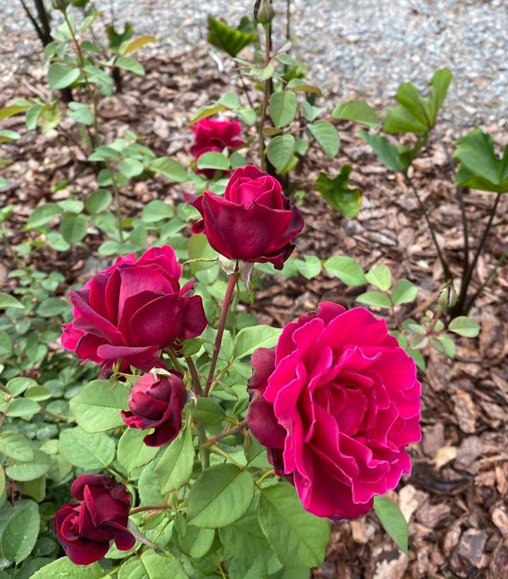 Rosa x Brindabella Roses™ Crimson Knight