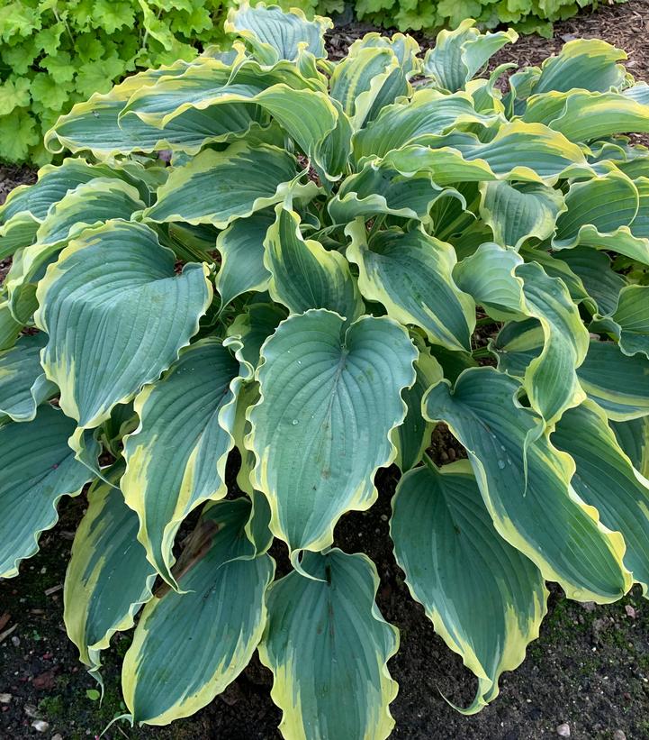 Hosta Shadowland® 'Voices in the Wind'