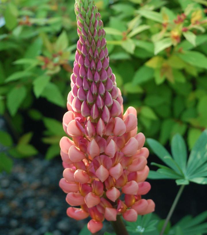 Lupinus polyphyllus Westcountry™ 'Towering Inferno'