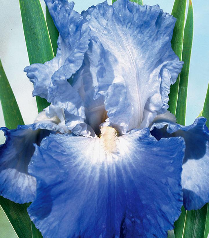 Iris germanica 'Clarence'