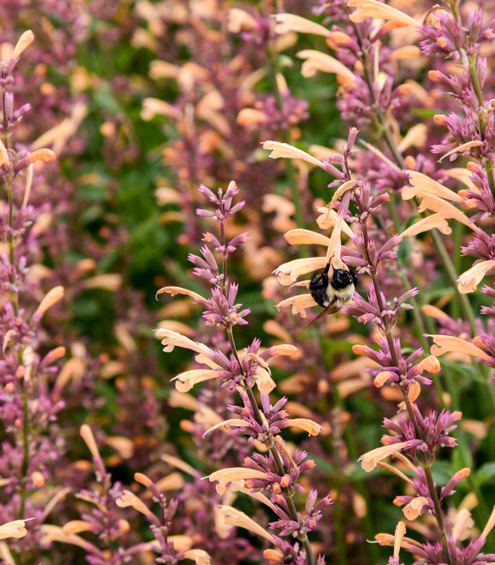 Agastache x Meant to Bee™ Queen Nectarine
